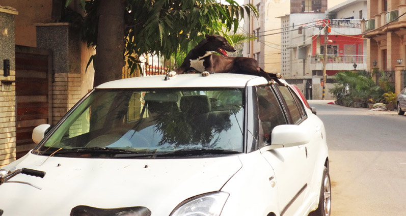 Protect Your Car from Dogs