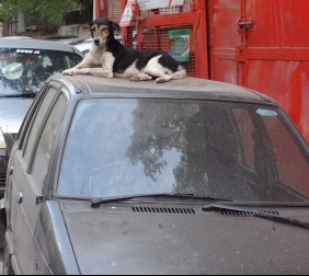 Protect Your Car from Dogs